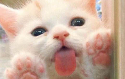 猫咪突然弓背,该如何处理?