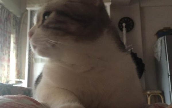 小猫一直叫的原因