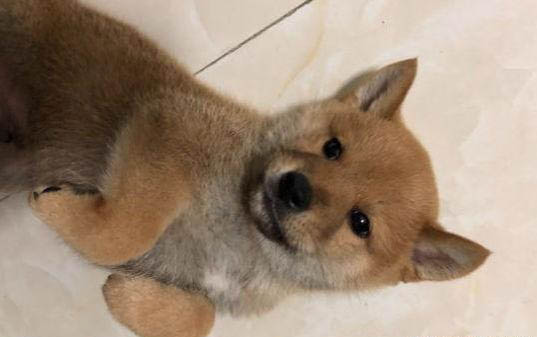 狗狗的品种有哪些
