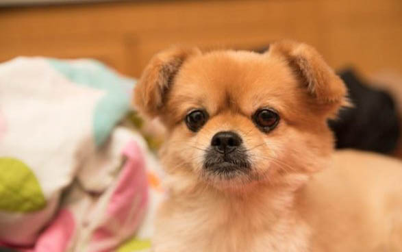 狗狗蜱虫预防及解决方法