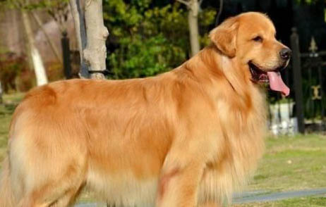 狗狗得了犬瘟症状有哪些