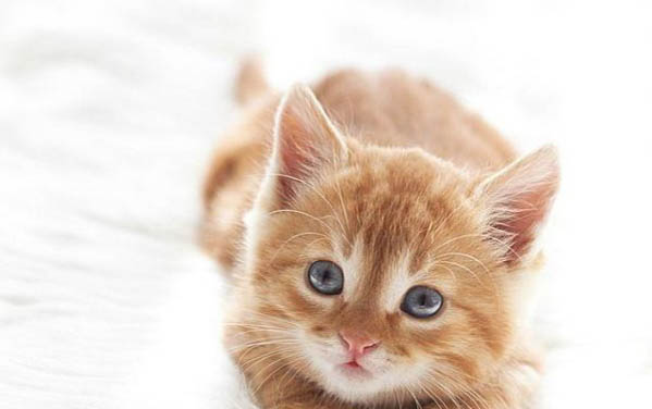 20天小猫能不能人工喂