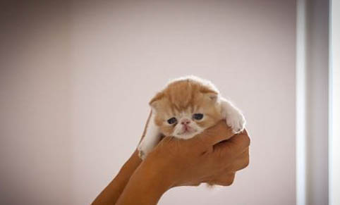 猫瘟吃什么药有效啊