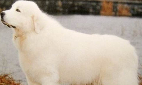 大白熊犬一般怀孕几个月生