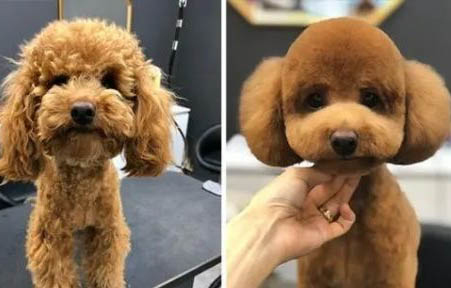 贵宾犬多久洗一次澡