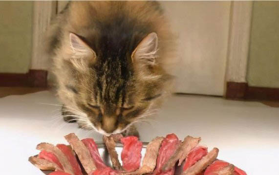 猫咪为什么会埋大便