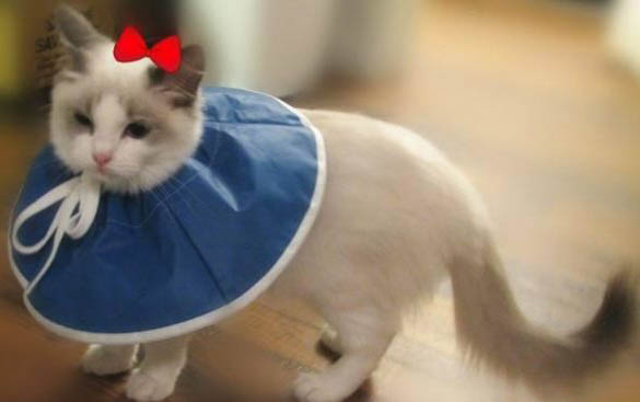 一个月的小猫不会用猫砂盆怎么办