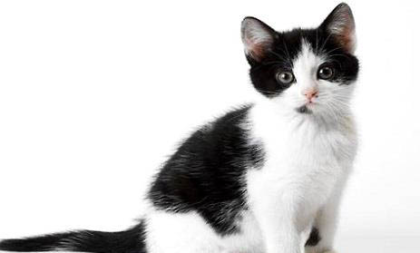 怎样可以让奶牛猫不咬人