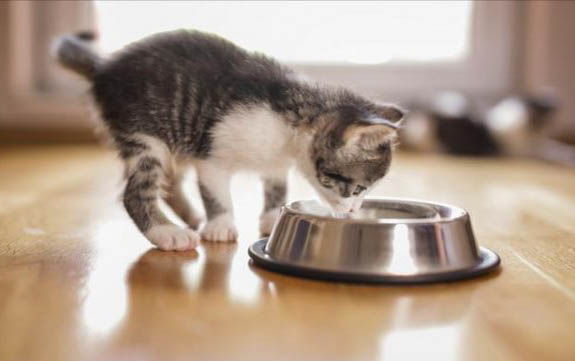 猫咪睡觉时打呼噜是什么原因