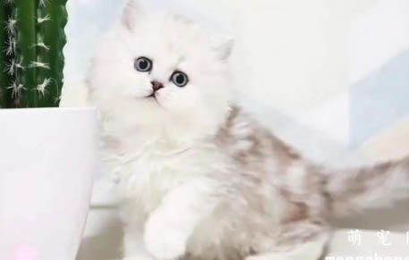 猫咪一直发烧