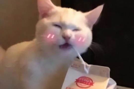 猫咪得了传腹还能活多久啊