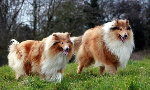 棉花面纱犬哪里有卖