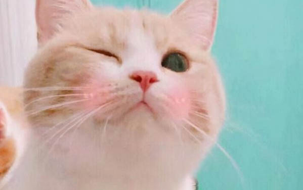 小猫的饲养方法及注意事项是什么