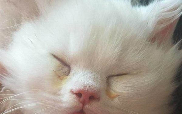 刚到家的小猫躲起来了