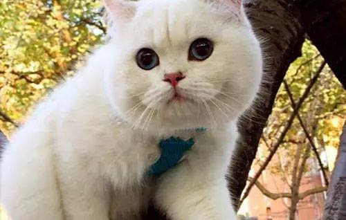 猫突然不爱动了没精神