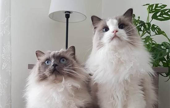 猫咪为什么总是粘人？