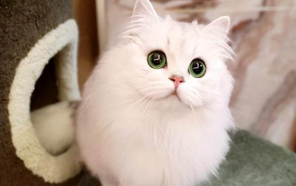 猫在哪里买比较好