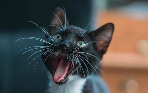 小猫从出生到发育成熟需要几个月的时间