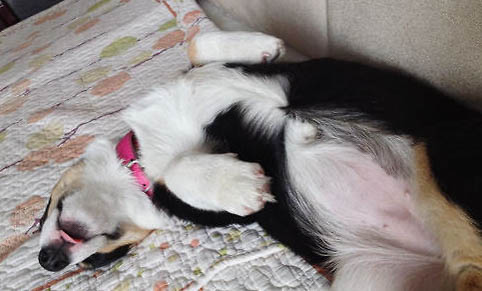 狗狗得狂犬病的症状有哪些