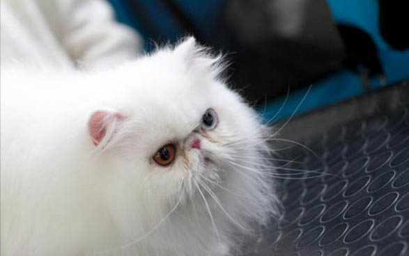 小猫能喝人喝的奶粉吗