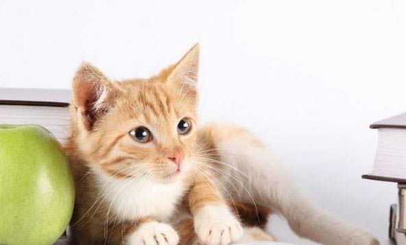 猫可以吃板栗吗？