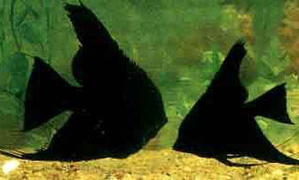 燕鱼在多大的情况下可以繁殖