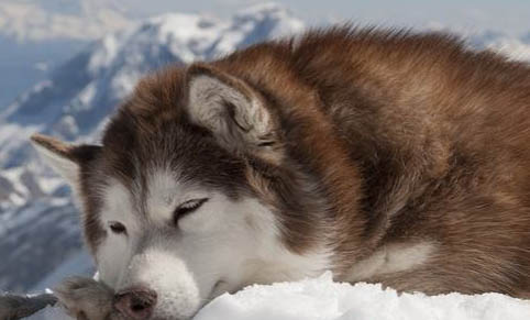 怎么喂养阿拉斯加雪橇犬幼犬