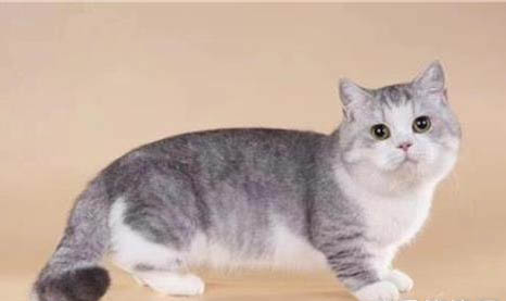 矮脚猫基因缺陷?