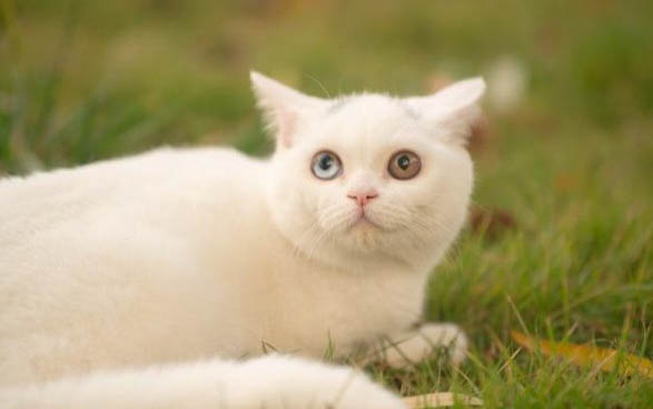 为什么猫咪眼睛擦紫药水啊