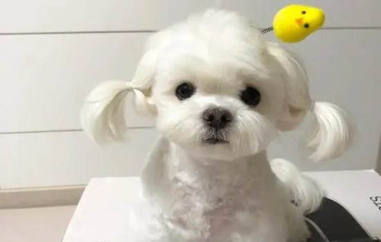 养狗身上痒痒的原因及处理方法