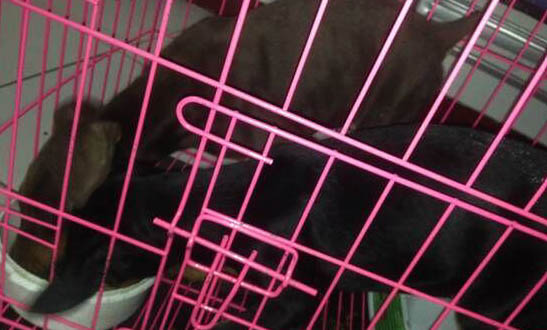 拳师犬和杜宾哪个好