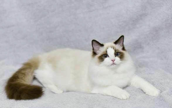 宠物猫和普通猫的区别