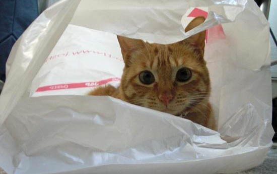 长不大的猫咪哪些品种