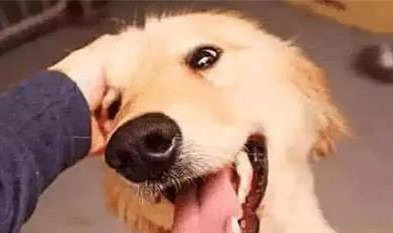 为什么狗狗喜欢咬手