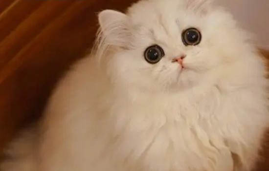 经常打猫的严重后果