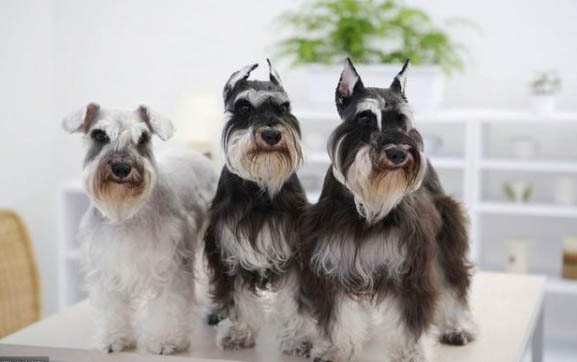 雪纳瑞犬生产后恶露多久排干净