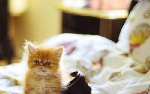 为什么小猫总是发出呼噜呼噜的声音?