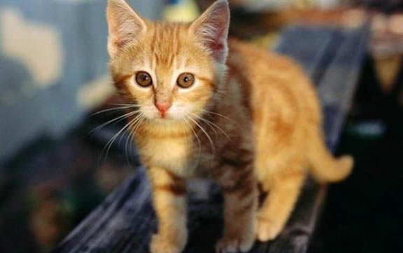 猫尿不出来该如何在家治疗