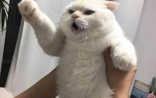 小猫晚上总叫怎么办