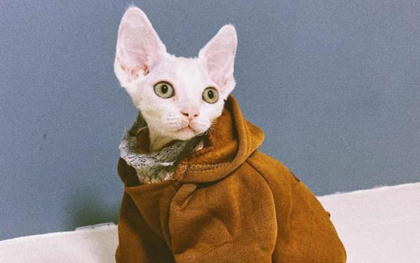 母猫第一次闹猫多久