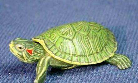 巴西龟怎么样分公母？