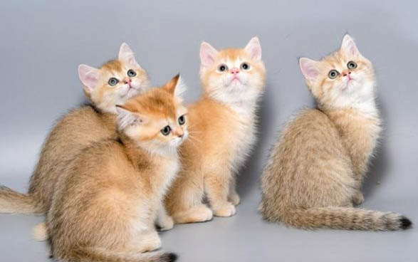 怎么分辨小猫是否便秘