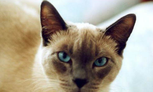 猫咪尿频正常吗