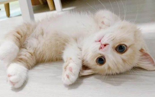 小猫能不能喝纯牛奶?