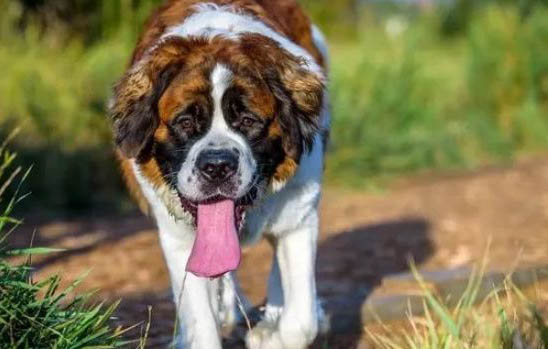 养一只圣伯纳犬每月费用多少