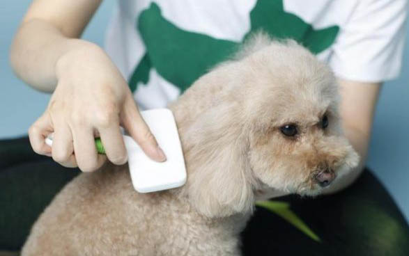 狗狗可以吃土豆吗?