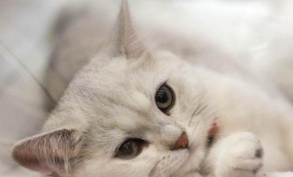 七八月买猫便宜的原因