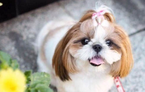 狗狗后腿血管在哪里?