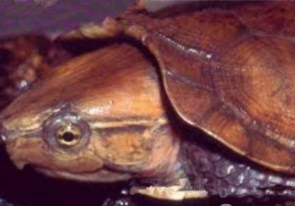 缅甸星龟能长多大