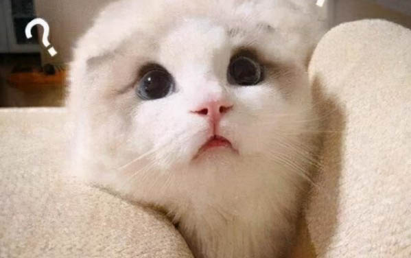 关于养猫的清单
